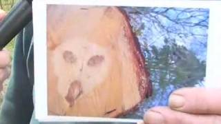 Alien image found in Cape Cod tree!