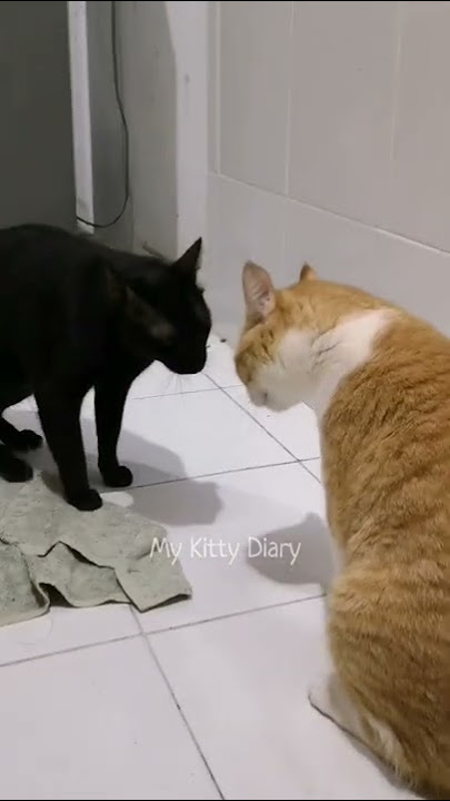 Gangguin Kucingmu Pakai Video Ini - Suara Kucing Berantem