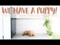 Bringing Home Our Golden Retriever Puppy | The First 24 Hours