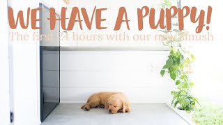 Bringing Home Our Golden Retriever Puppy | The First 24 Hours