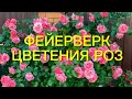 Розы. Фейерверк цветения роз. Красоте и совершенству нет предела. 🌹🌹🌹