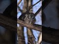 Shortest Owl Video on YouTube