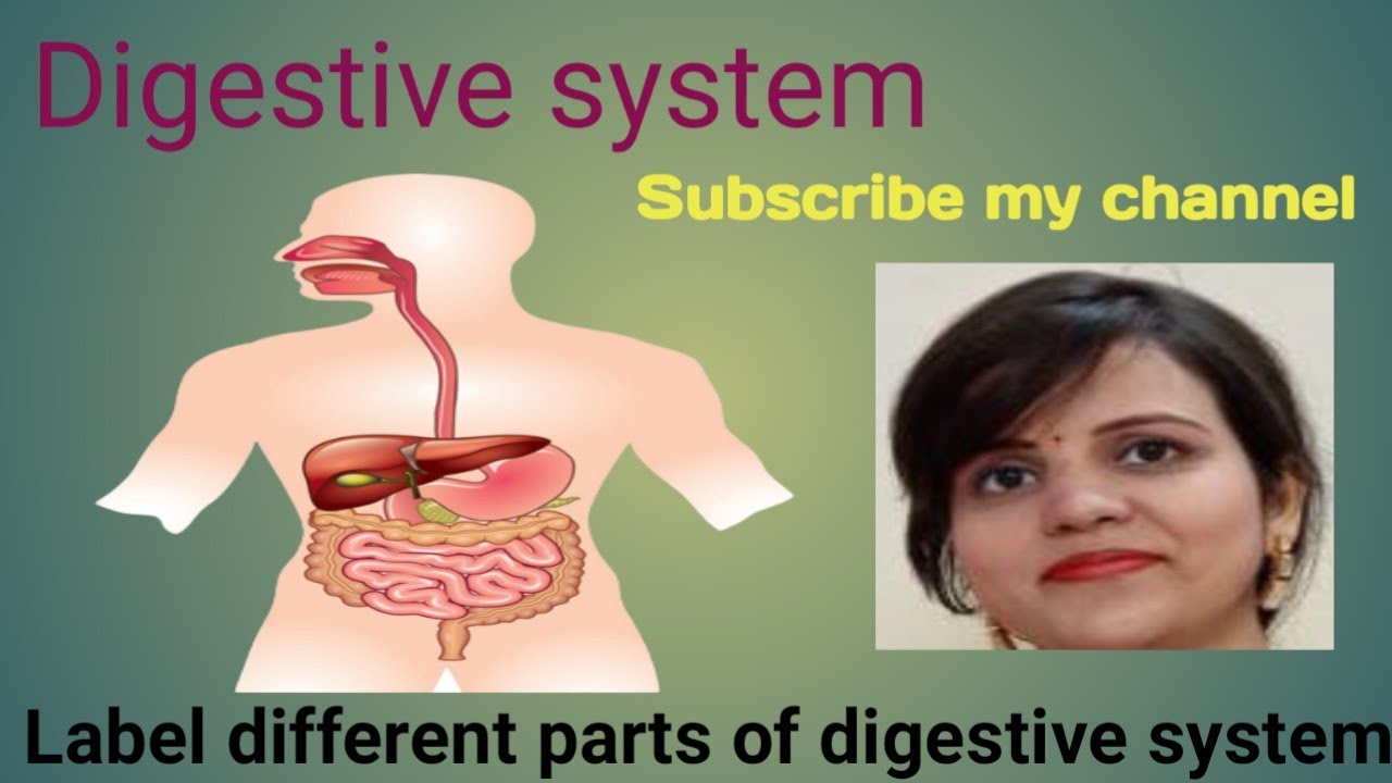 Label different parts of digestive system