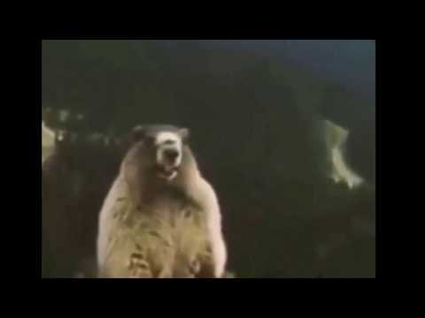 Бобер орет в горах Бобер орет в горах