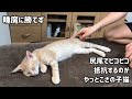 睡魔に勝てず尻尾でピコピコ抵抗するのがやっとな子猫