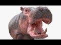 Preparing Hippopotamus for Rendering using 3ds Max/ V-Ray 5/ Ornatrix