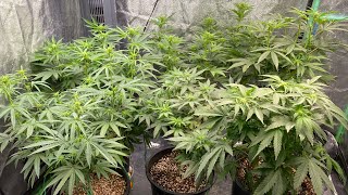 D13F - 6 Strain Cannabis Grow