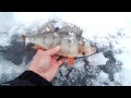 День 2 (03.01.2017г). Саяно-Шушенское водохранилище. Клайский залив. Средний и крупный окунь.