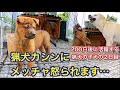 200日後に活躍する猟犬の子犬の2日目。リーダーの猟犬カシンの厳しい対応に思わず悲鳴。先輩猟犬リキとの関係にも注目!