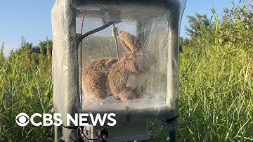 Officials deploy robot rabbits to protect Everglades from invasive pythons