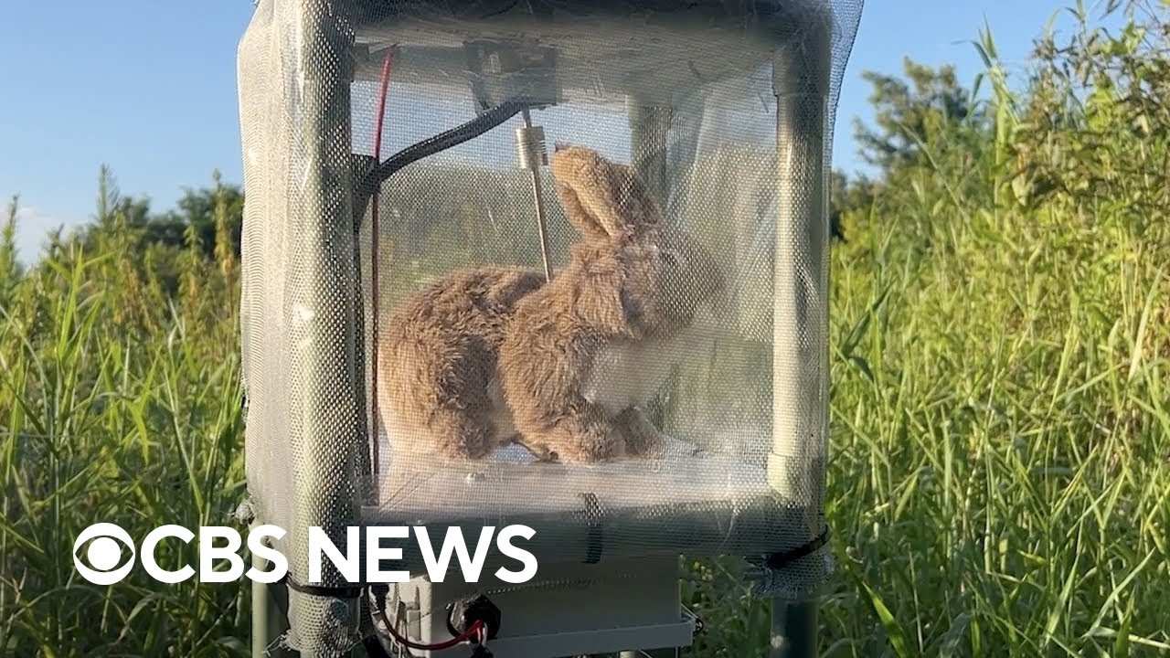 Officials deploy robot rabbits to protect Everglades from invasive pythons