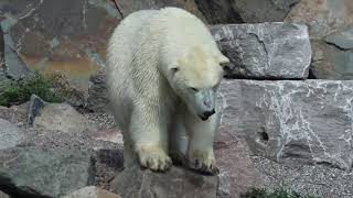Polar Bear Shuffle