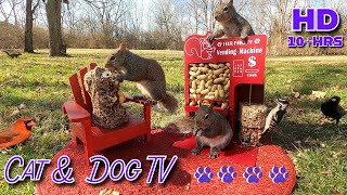 10 Hrs - Cat & Dog TV 🐕🐈📺[NO MUSIC or MID-ROLL ADS] Squirrel and Birds try a Vending Machine 🐦🐿️🥜🥜 by Four Paws TV 21,566 views 2 months ago 10 hours