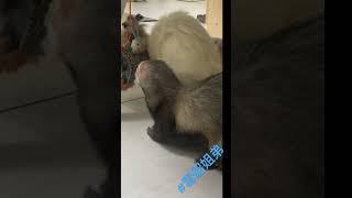 最愛藏東西的Casper，Casper loves to hide things😅 #雪貂姐弟 #寵物 #ferret #日常 #animals #pets #cute #可愛い #好玩 #動物