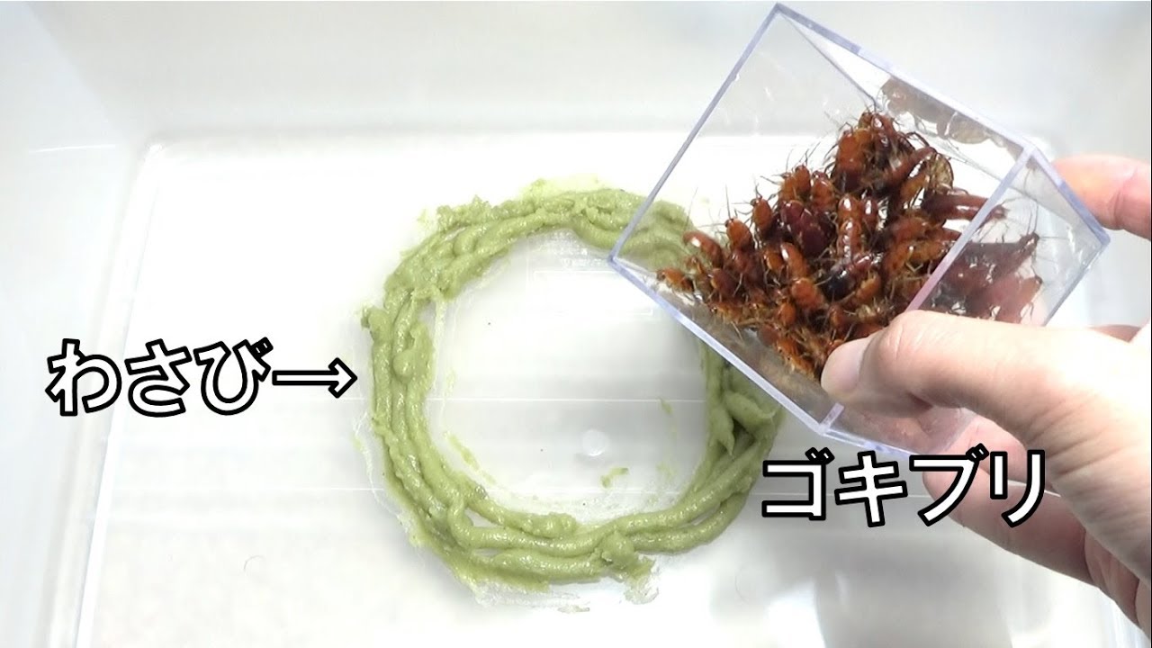 あんちゃん様　生わさび大小混合　お約束の量 What happens when you release a bunch of cockroaches into a ring