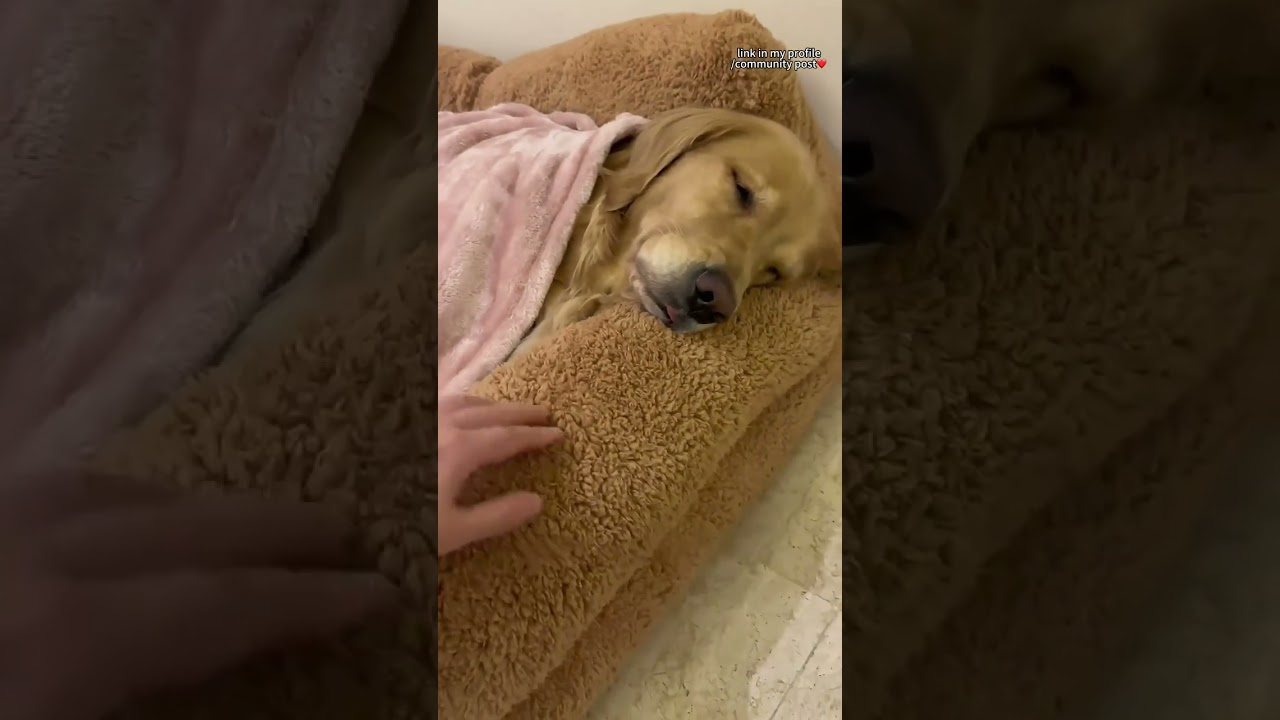 Cozy up your pet's life with this comfy sofa bed! 🐾🛋️ Perfect for large dogs & cats! 🐶😺