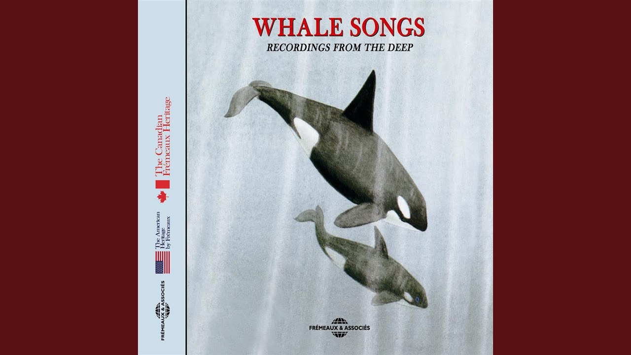 Narwhal Whale auf YouTube ansehen Narwhal Whale auf YouTube ansehen