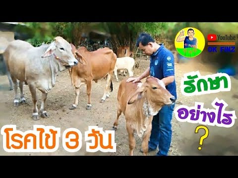 วีดีโอ: วิธีลดระดับไขมันในนมไขมันสูง: 12 ขั้นตอน