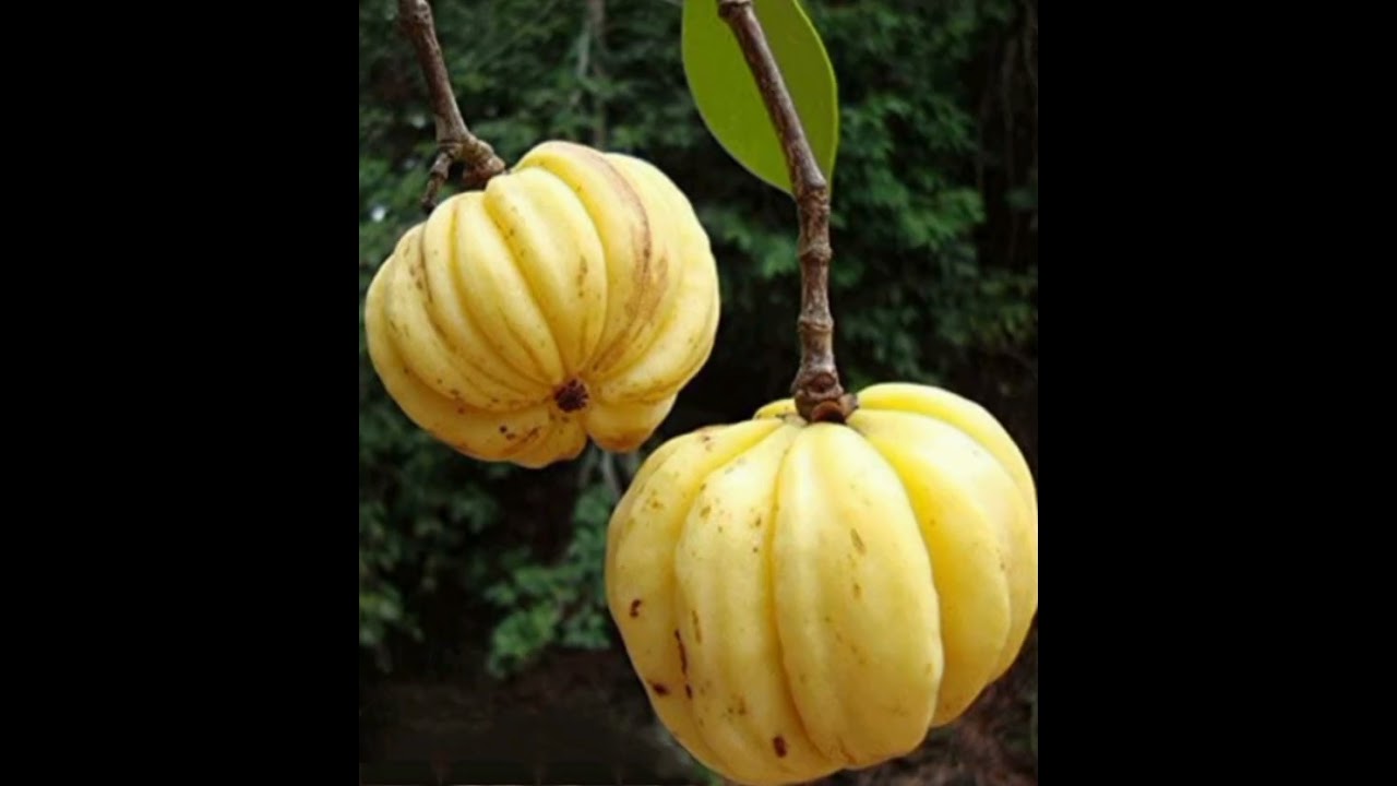 കുടമ്പുളി.