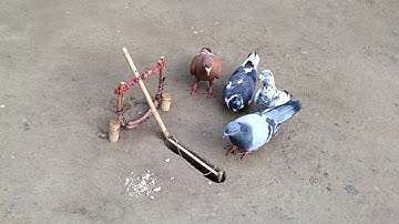 Creative ideas How to make wild bird trap using stick Works 100% | Build underground bird trap