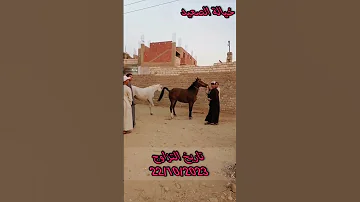 توثيق تزاوج حصان عربي مع فرس بلدي 20 10 2023 في صعيد مصر 