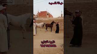 توثيق تزاوج حصان عربي مع فرس بلدي            في صعيد مصر سمعها
