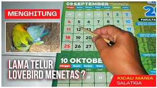 HOW TO CALCULATE HOW LONG IT TAKES LOVEBIRD EGGS TO HATCH | HERE'S THE EXPLANATION
