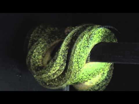 Black Moon1.wmv