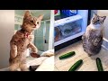 Funniest Animals - Best Of The 2021 Funny Animal Videos #13