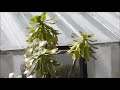 Aeonium holochrysum: Tree Aeonium - Irish Rose - Tree Houseleek
