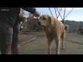 Camp Fire survivor elated to find dog waiting at their burned down house