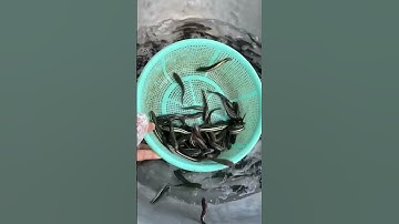 Cung cấp cá lóc bông giống số lượng 0909770509 #cá_giống #trại_cá_giống_út_me #traicagiongdongthap