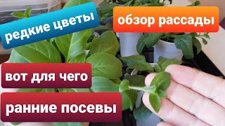 Обзор рассады 3/ Что посеяла, что взошло, что черенкую/ Редкие цветы для сада