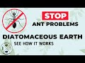 Diatomaceous Earth vs Huge Mound of Fire Ants | Useful Knowledge