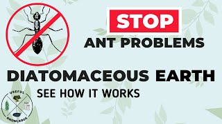 Diatomaceous Earth vs Huge Mound of Fire Ants | Useful Knowledge
