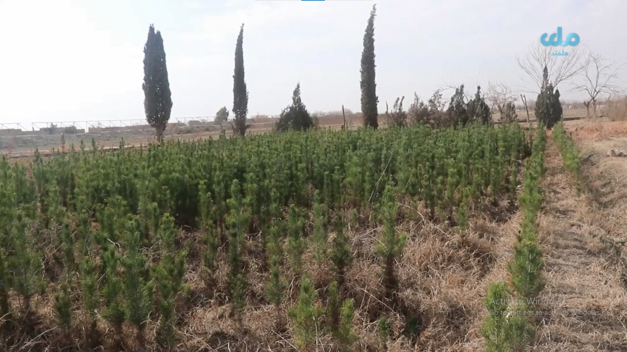 د پسرلی په رارسېدو سره هلمند کې دنیالګیو د ویش لړۍ پیل سوه.