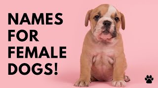🐶 Names For ♀️ Female Dogs 🐾 You Will Love These TOP Girl Puppies | Names