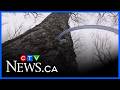 Southwestern Ontario kicks off maple syrup season
