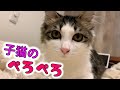子猫のペロペロが可愛すぎた!小雪の成長日誌