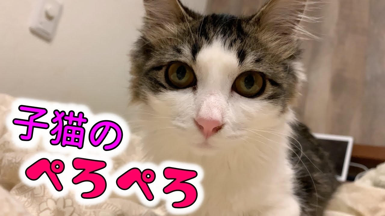 子猫のペロペロが可愛すぎた!小雪の成長日誌