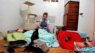 Foster mom Sarah visits & at 1:33am there is some floofiness! by Kitten Cuddle Room 420 views 6 years ago 1 hour, 44 minutes