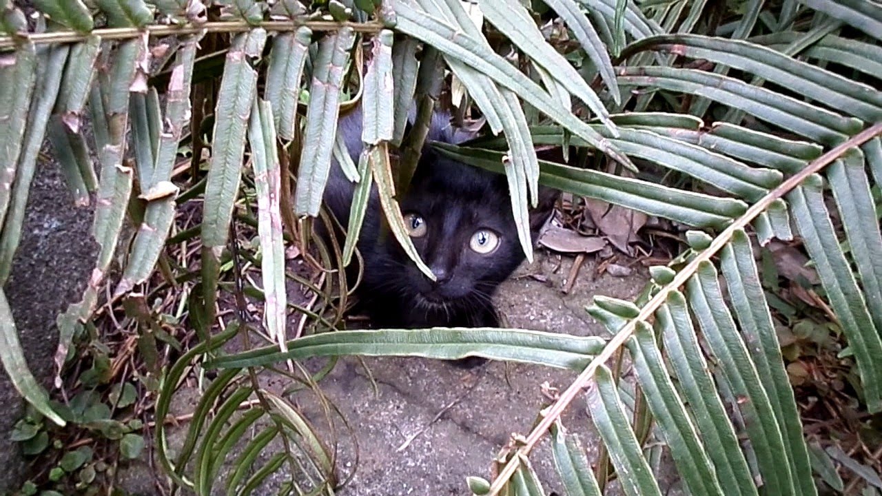 funny kittens and cats Black kittens playing in the nature