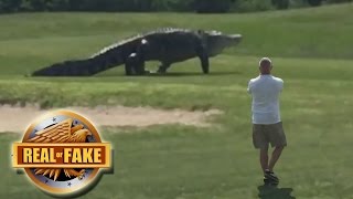 GIANT ALLIGATOR ON GOLF COURSE - real or fake?