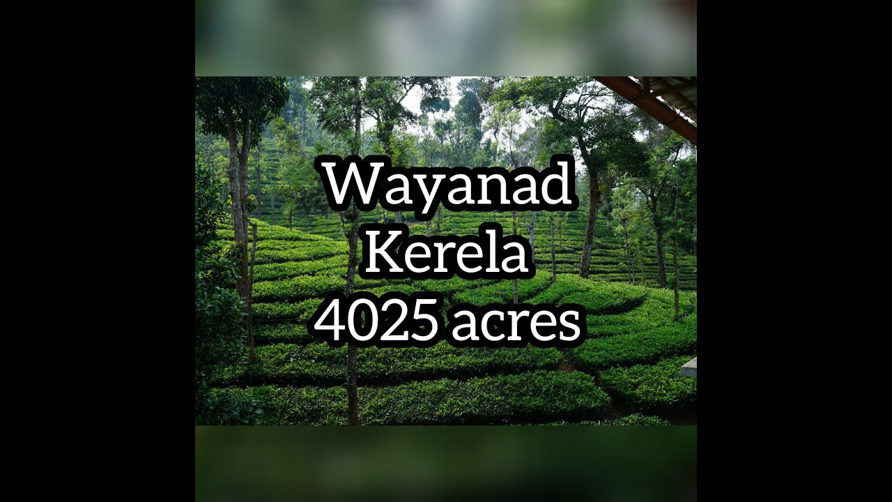 No 268 * Agricultural land for sale * Wayanad estate 4025 acres YouTube