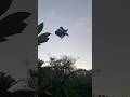 LAYANGAN COTEK MABUK DI SENJA HARI #tradisibali #layangan #art #layanglayang #cotek #kite