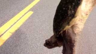 Saving a Snapping Turtle From Traffic