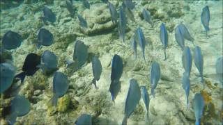 Snorkelen Bonaire deel 3