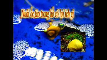 Nuôi Ốc Táo Vàng Ăn Thức Ăn Thừa, Ăn Phân Cá, Ăn Cây Thối Rửa Vệ  Sinh hồ kính (golden apple snail )