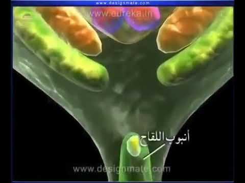 تكوين الثمار والبذور