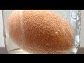 The Effects Of Mixing Vinegar With An Egg - Rubber Egg Experiment